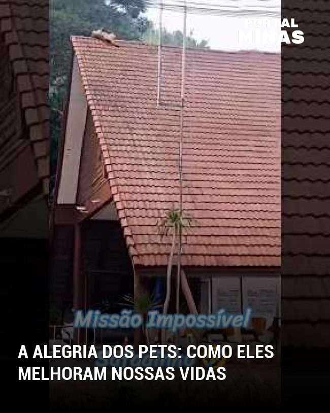 A alegria dos pets: como eles melhoram nossas vidas