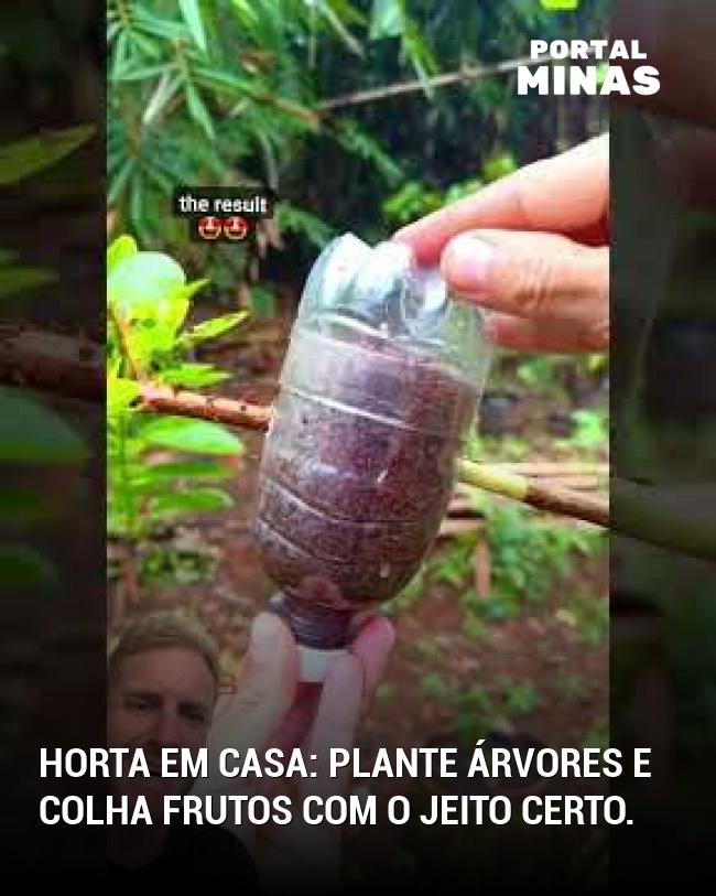 Horta em casa: Plante árvores e colha frutos com o jeito certo.