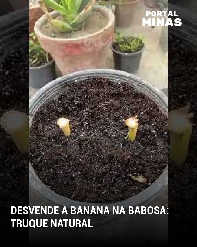 Desvende a banana na babosa: truque natural