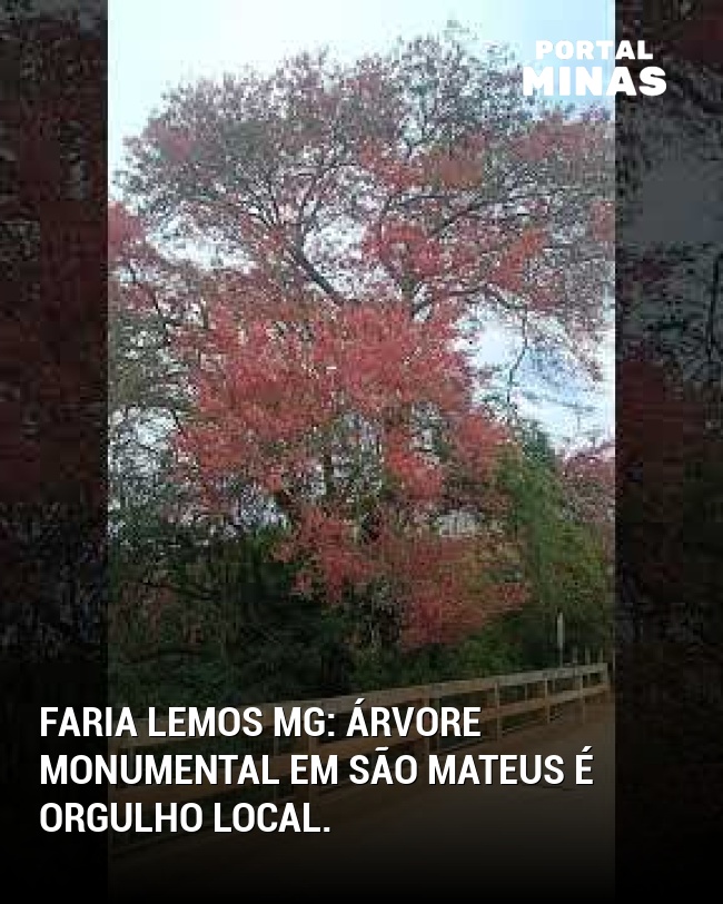 Faria Lemos MG: Árvore monumental em São Mateus é orgulho local.