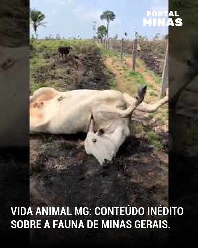 Vida animal MG: Conteúdo inédito sobre a fauna de Minas Gerais.