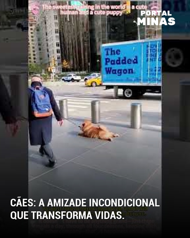 Cães: a amizade incondicional que transforma vidas.