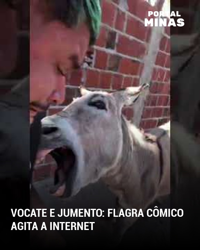 Vocate e jumento: flagra cômico agita a internet