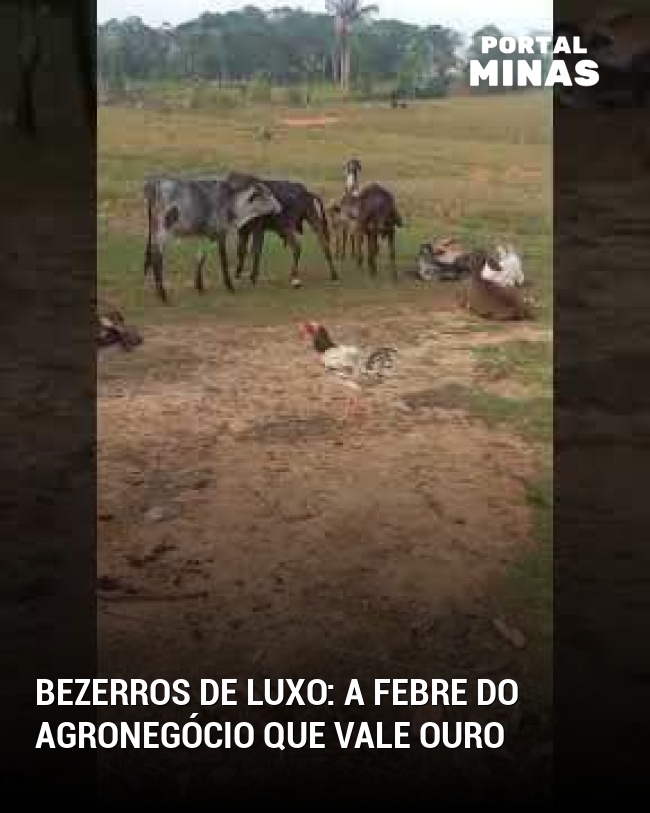Bezerros de luxo: a febre do agronegócio que vale ouro