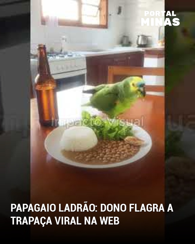 Papagaio ladrão: dono flagra a trapaça viral na web