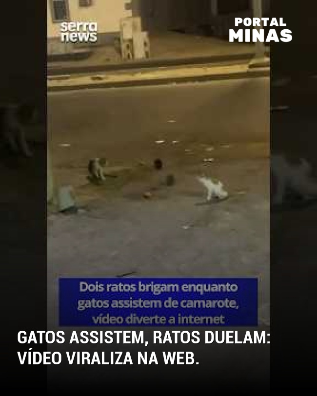 Gatos assistem, ratos duelam: vídeo viraliza na web.