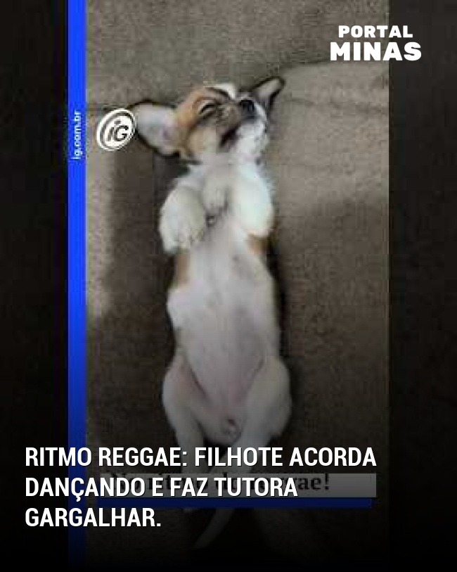 Ritmo reggae: filhote acorda dançando e faz tutora gargalhar.