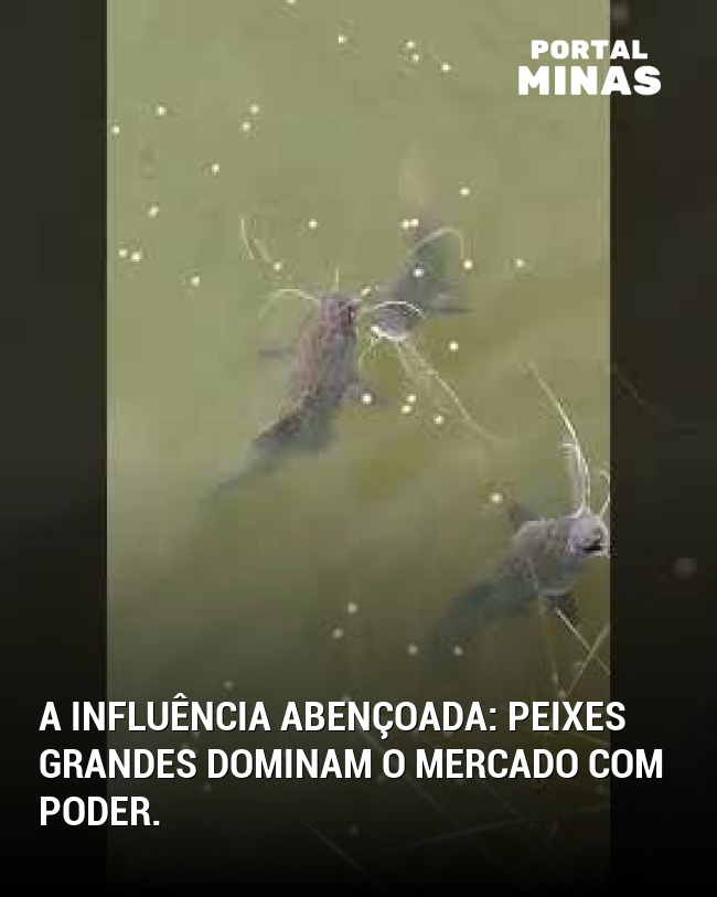 A influência abençoada: Peixes grandes dominam o mercado com poder.