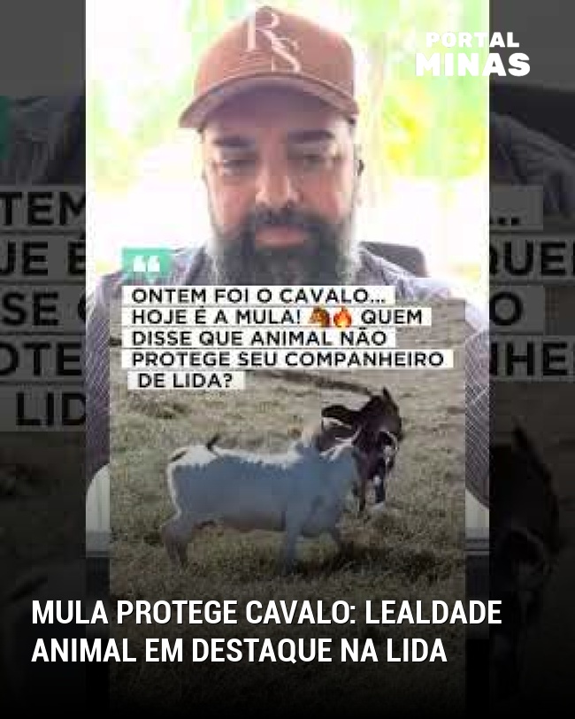 Mula protege cavalo: Lealdade animal em destaque na lida