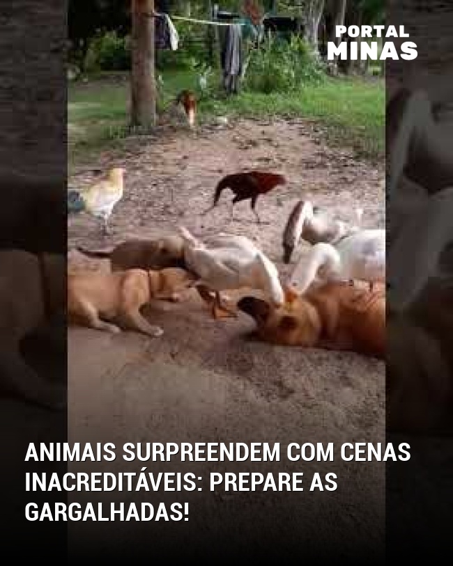 Animais surpreendem com cenas inacreditáveis: prepare as gargalhadas!