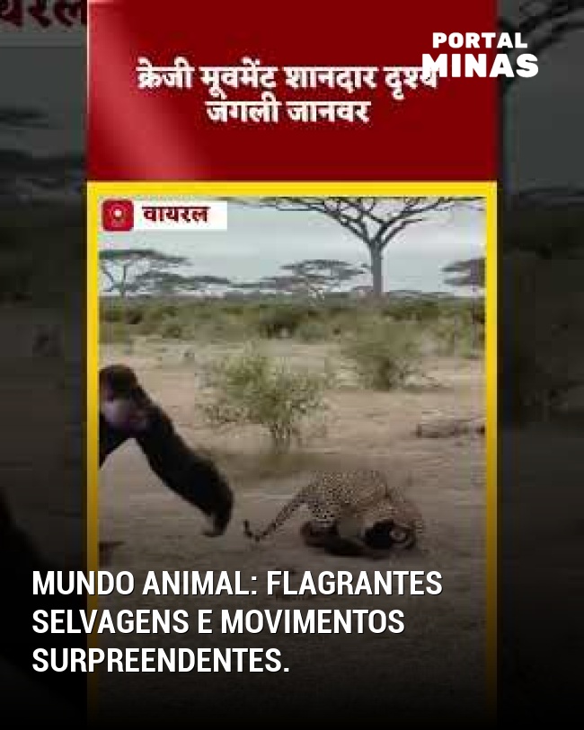 Mundo animal: flagrantes selvagens e movimentos surpreendentes.
