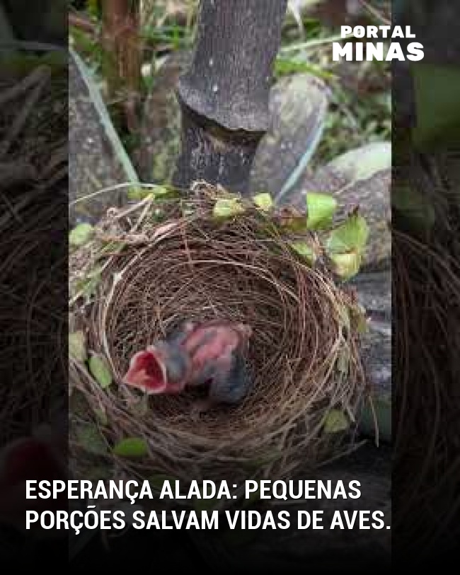 Esperança alada: pequenas porções salvam vidas de aves.