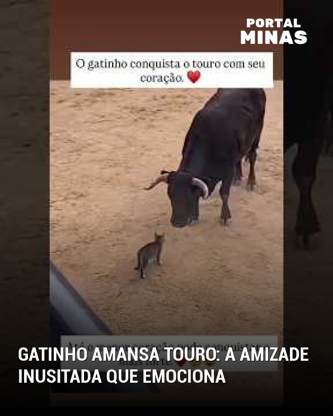 Gatinho amansa touro: a amizade inusitada que emociona