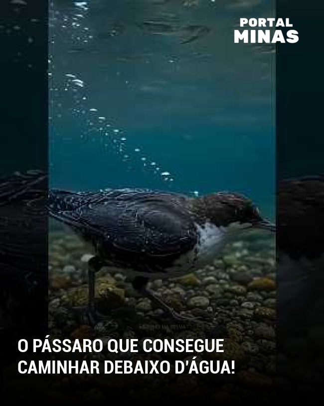 O Pássaro Que Consegue Caminhar Debaixo D’água!