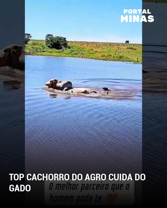 Top cachorro do agro cuida do gado