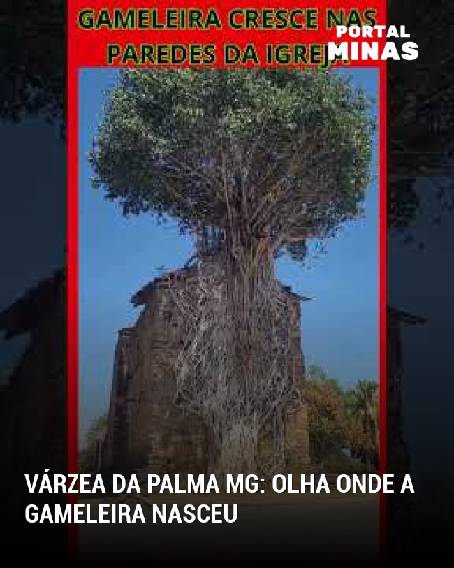Várzea da Palma MG: Olha onde a Gameleira nasceu