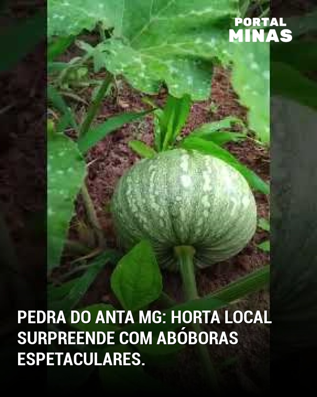 Pedra do Anta MG: Horta local surpreende com abóboras espetaculares.