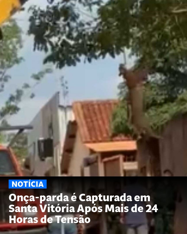 Onça-parda é Capturada em Santa Vitória Após Mais de 24 Horas de Tensão - Post para compartilhamento via WhatsApp