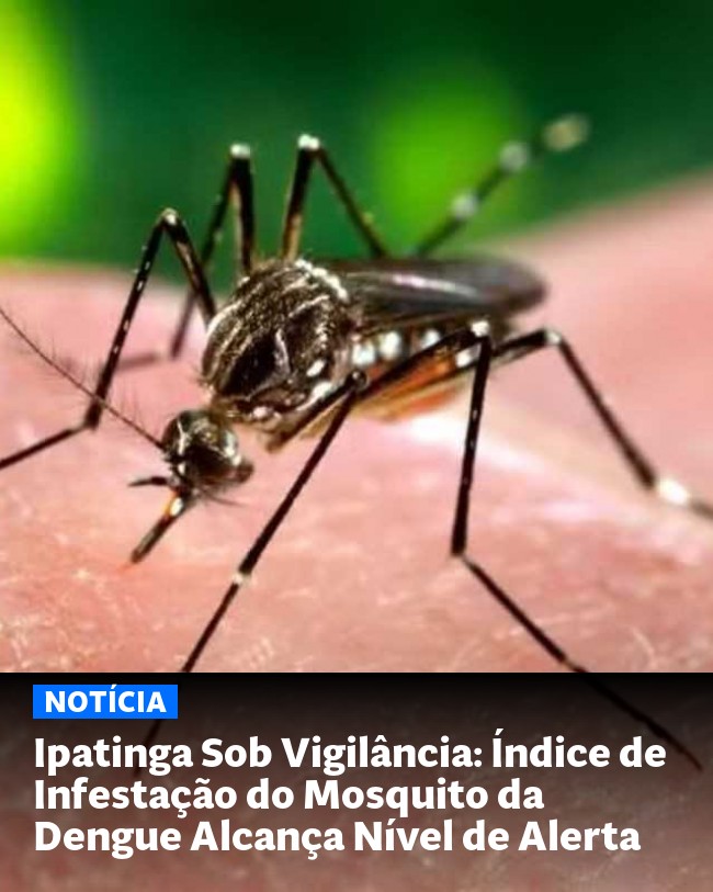 Ipatinga Sob Vigilância: Índice de Infestação do Mosquito da Dengue Alcança Nível de Alerta - Post para compartilhamento via WhatsApp