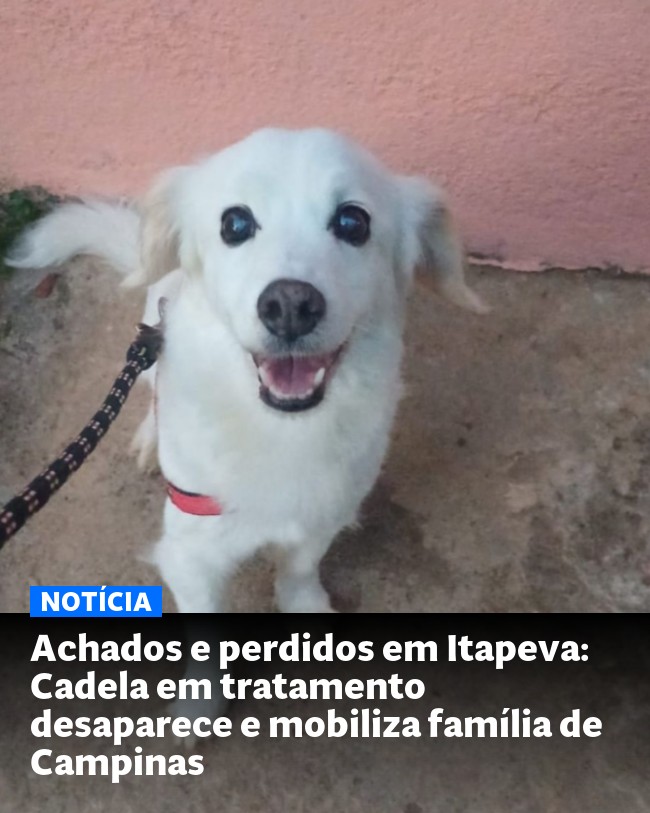 Achados e perdidos em Itapeva: Cadela em tratamento desaparece e mobiliza família de Campinas - Post para compartilhamento via WhatsApp