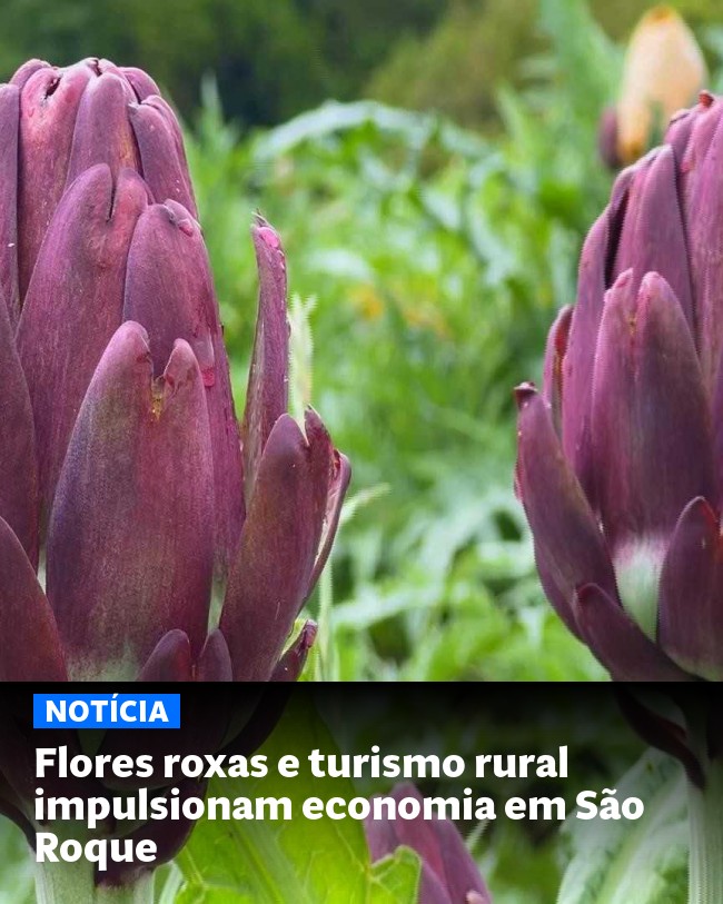 Flores roxas e turismo rural impulsionam economia em São Roque - Post para compartilhamento via WhatsApp