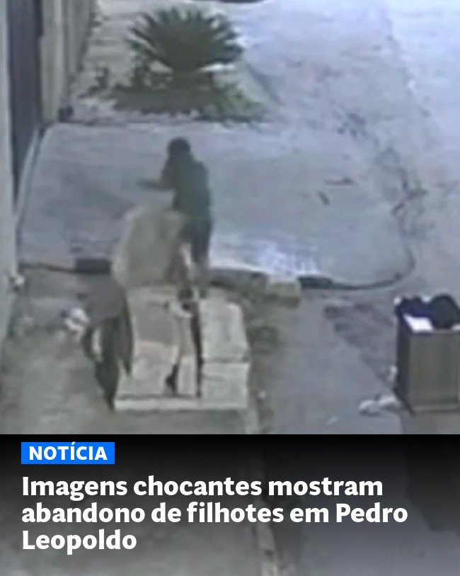 Imagens chocantes mostram abandono de filhotes em Pedro Leopoldo - Post para compartilhamento via WhatsApp