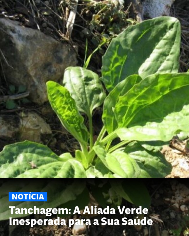Tanchagem: A Aliada Verde Inesperada para a Sua Saúde - Post para compartilhamento via WhatsApp