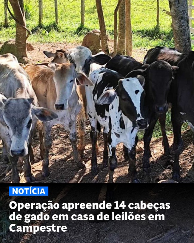 Operação apreende 14 cabeças de gado em casa de leilões em Campestre - Post para compartilhamento via WhatsApp