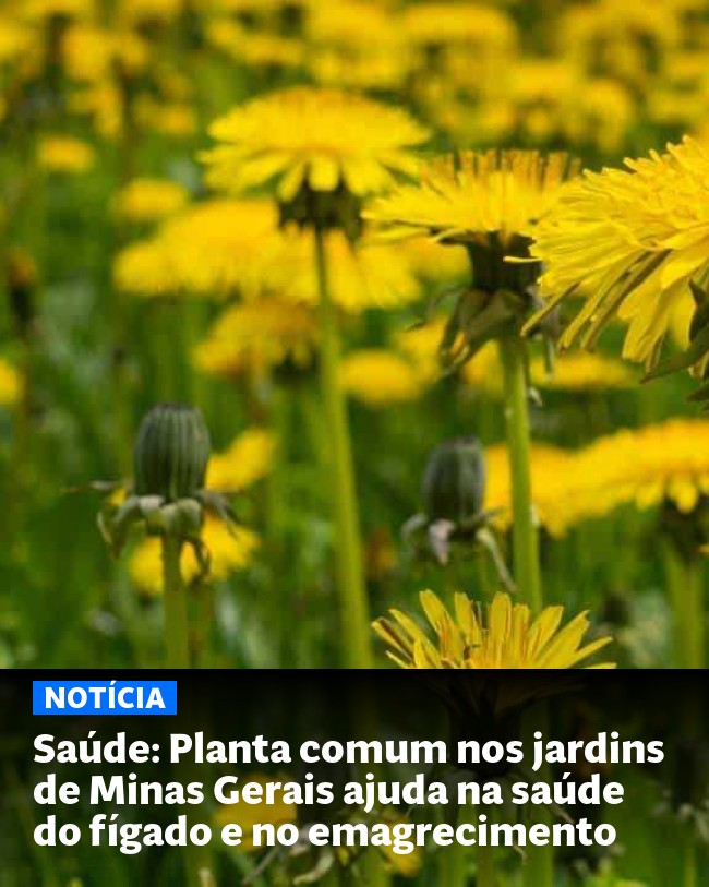 Saúde: Planta comum nos jardins de Minas Gerais ajuda na saúde do fígado e no emagrecimento - Post para compartilhamento via WhatsApp