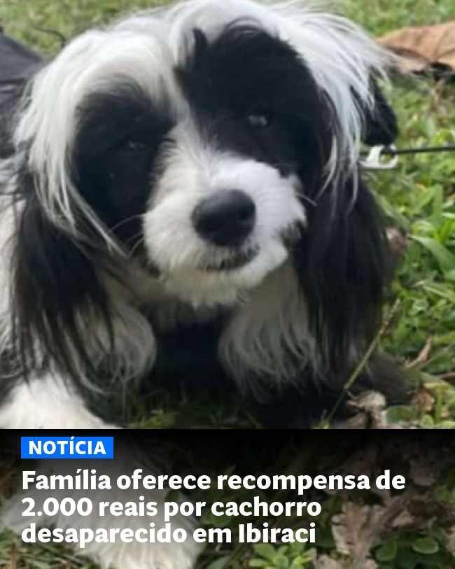 Família oferece recompensa de 2.000 reais por cachorro desaparecido em Ibiraci - Post para compartilhamento via WhatsApp