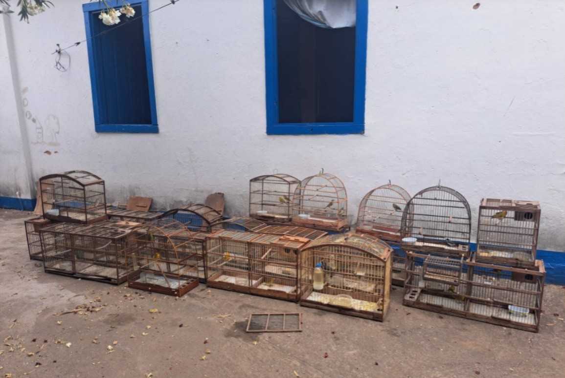 Flagrante em Salinas: Criação Ilegal de 58 Pássaros Silvestres Gera Multa de R$ 69 Mil