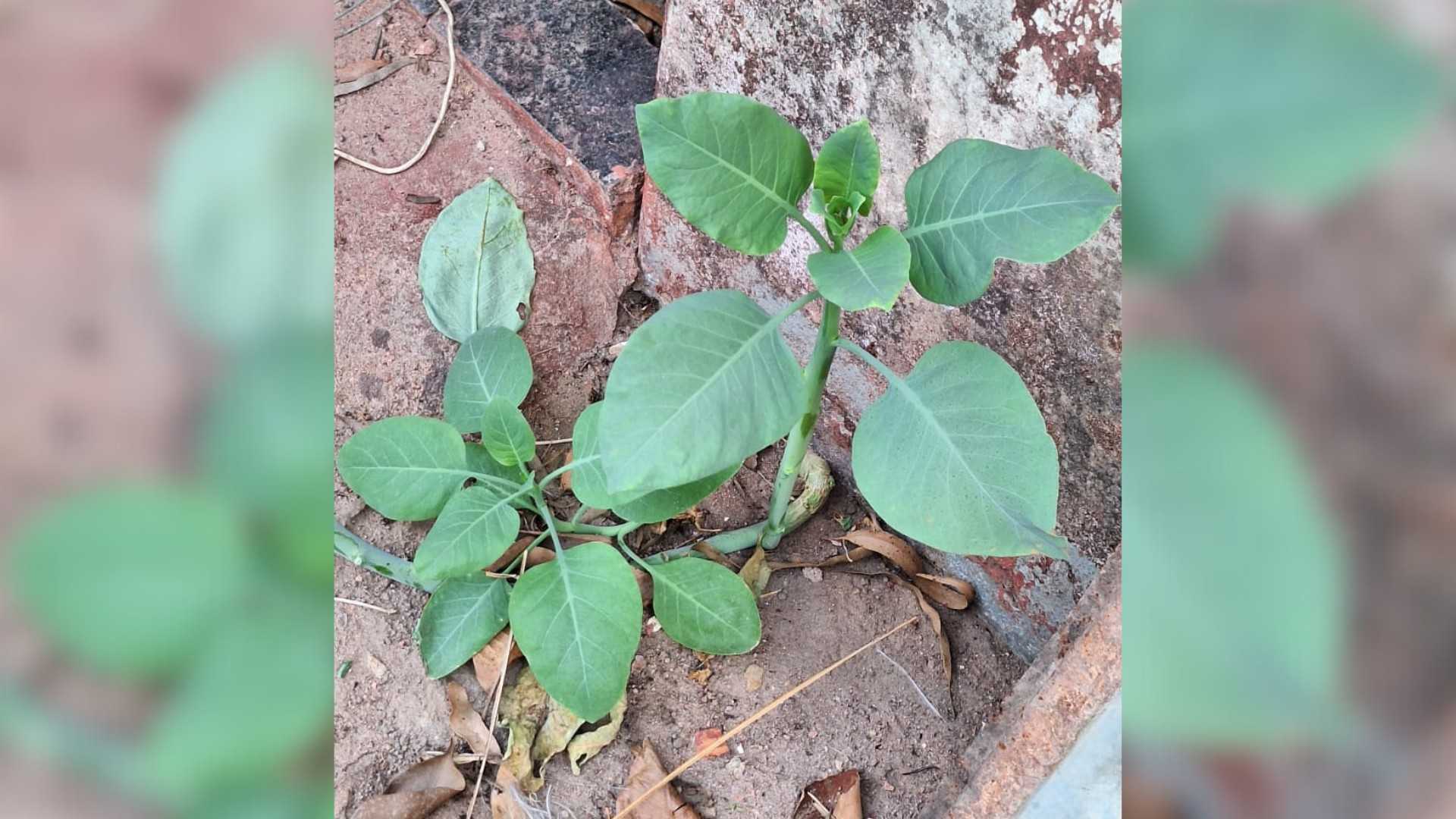 Novo surto de intoxicação por planta tóxica é registrado em Minas Gerais