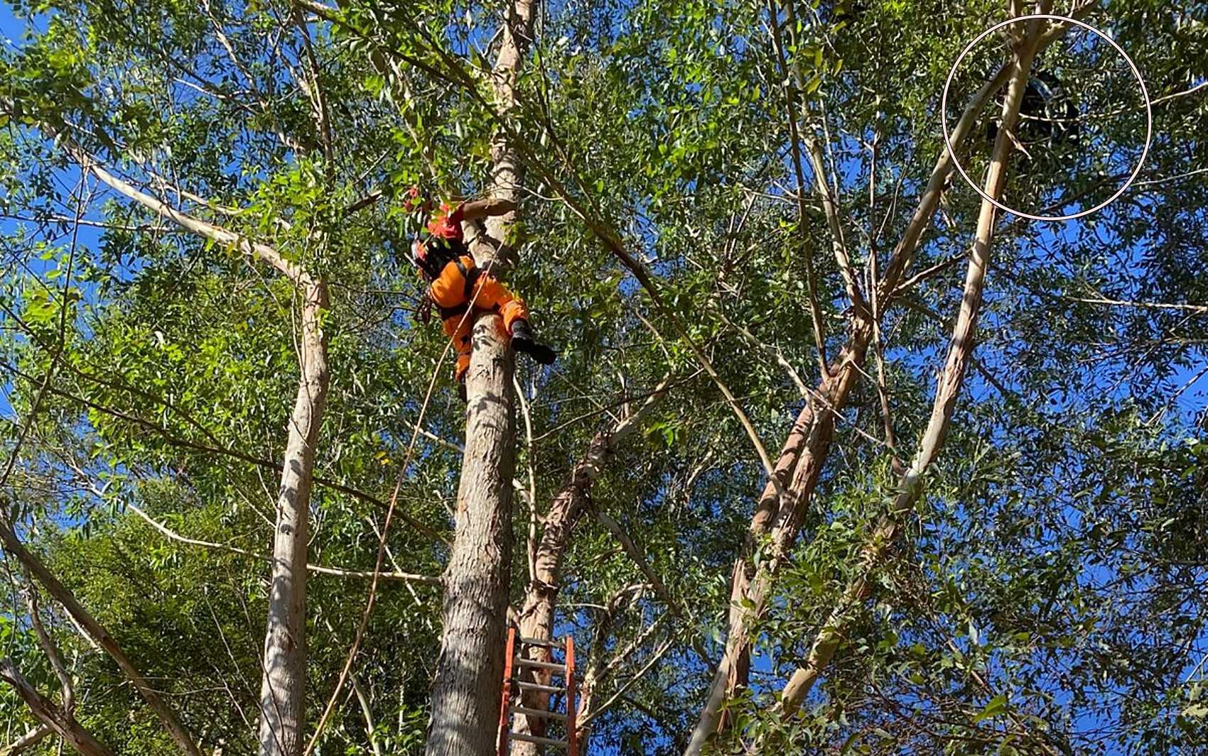Homem fica preso em árvore após salto de paraglider em São Sebastião da Bela Vista