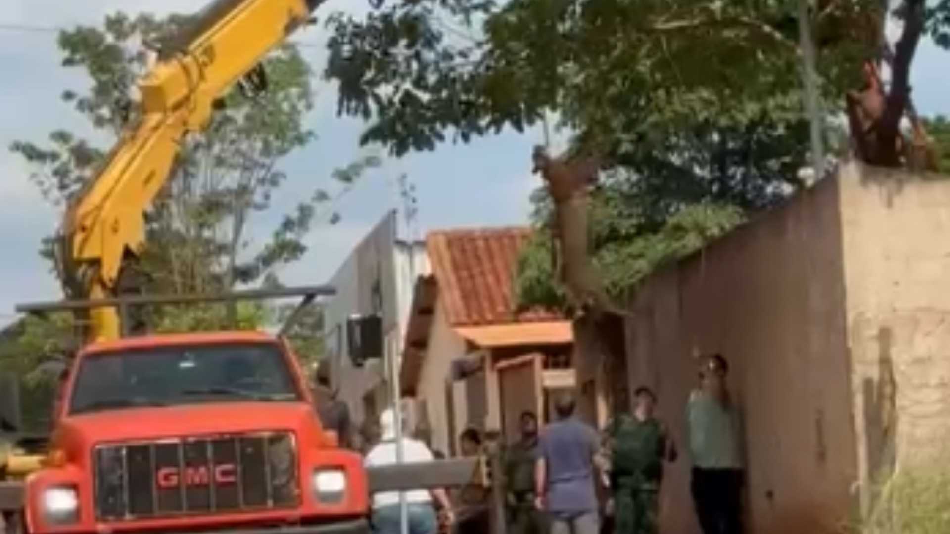 Onça-parda é Capturada em Santa Vitória Após Mais de 24 Horas de Tensão