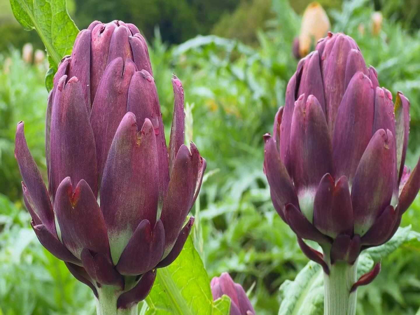 Flores roxas e turismo rural impulsionam economia em São Roque