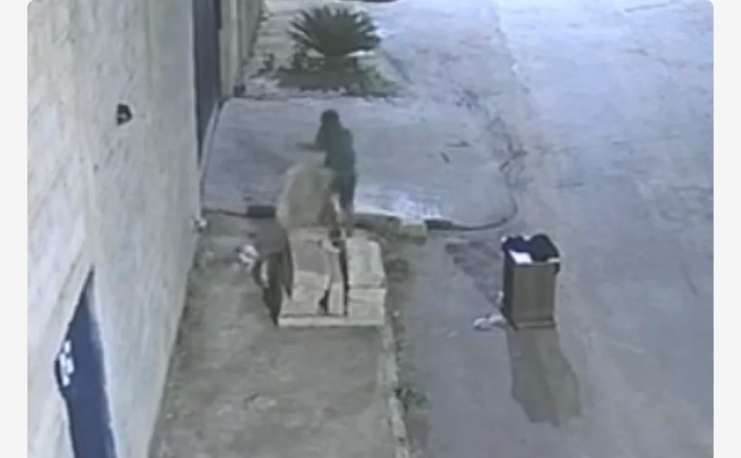 Imagens chocantes mostram abandono de filhotes em Pedro Leopoldo