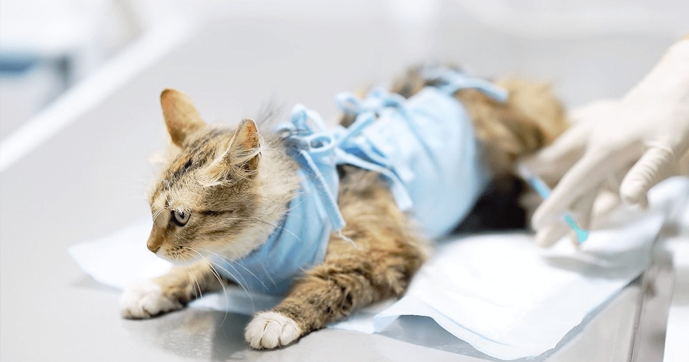 Inscrições para o Programa de Castração são encerradas após atingir o limite de vagas em Santana do Paraíso