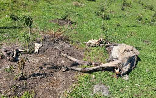 Santa Rita do Sapucaí: Terreno Vira Alvo de Denúncias de Abandono e Maus-Tratos de Animais