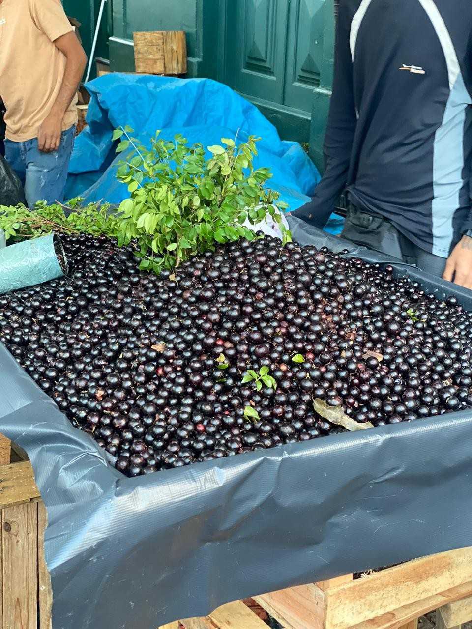 Festa da Jabuticaba aquece a economia e celebra o "ouro negro" em Sabará