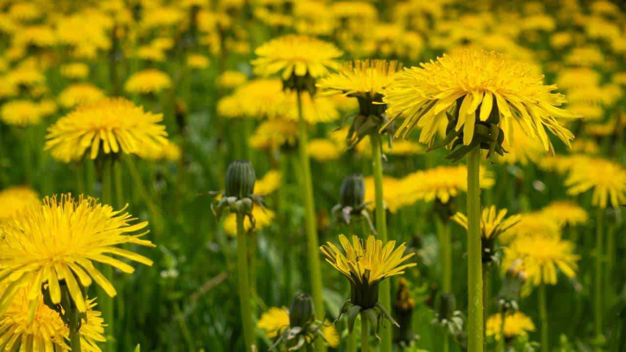 Saúde: Planta comum nos jardins de Minas Gerais ajuda na saúde do fígado e no emagrecimento
