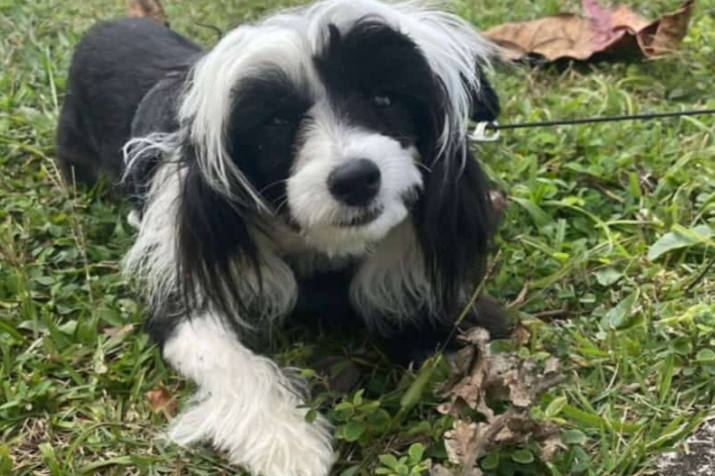 Família oferece recompensa de 2.000 reais por cachorro desaparecido em Ibiraci