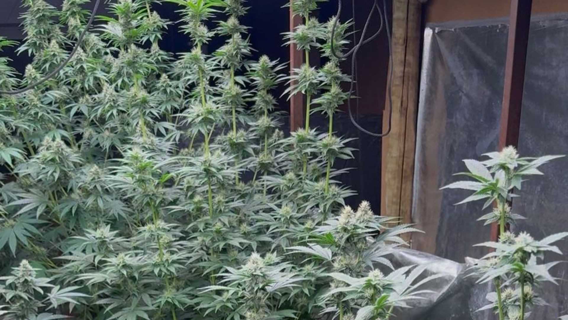 Uma ocorrência de furto de celular tomou um rumo inesperado em Uberlândia, Minas Gerais, culminando na prisão de mãe e filho por envolvimento em cultivo...