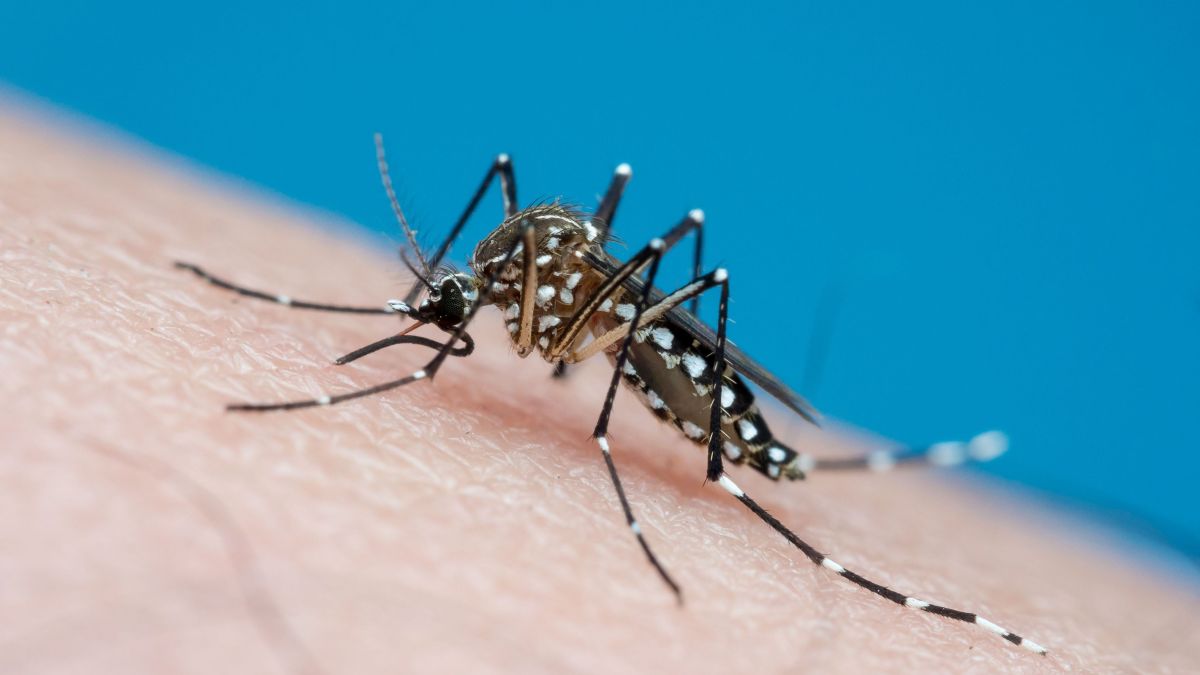 A cidade de Divisa Alegre, no Norte de Minas, lançou uma ampla operação para conter a proliferação do mosquito Aedes aegypti. A administração municipal ...