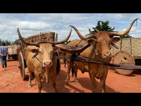 O distrito da Mata do Sino, localizado no município de Juruaia, no sul de Minas Gerais, foi cenário de mais um evento que reforça as raízes culturais da...