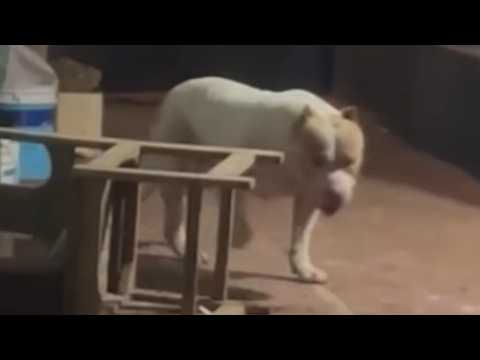 Uma tragédia abalou a cidade de Bacabal, no Maranhão, com o registro de um ataque fatal de pitbull à sua própria tutora. O incidente, que resultou na mo...