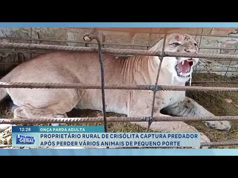 Uma onça-parda foi capturada por um produtor rural na cidade de Crisólita, localizada na região do Leste de Minas Gerais, no dia 29 de janeiro de 2026. ...