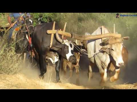O município de Vazante, em Minas Gerais, é palco de um tradicional Encontro de Carros de Boi, evento que representa a essência da cultura sertaneja. Con...