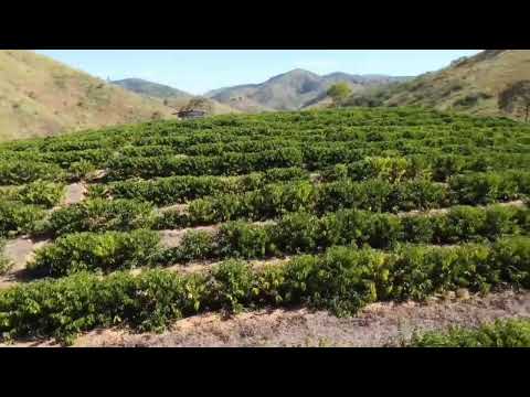 O município de Virgolândia, localizado no estado de Minas Gerais, tem se consolidado como um importante centro de excelência na plantação e cultivo de c...