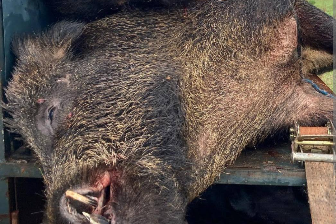 Moradores de comunidades adjacentes a Patrocínio, Minas Gerais, expressaram diversas queixas a respeito de uma carcaça animal localizada no quilômetro 2...