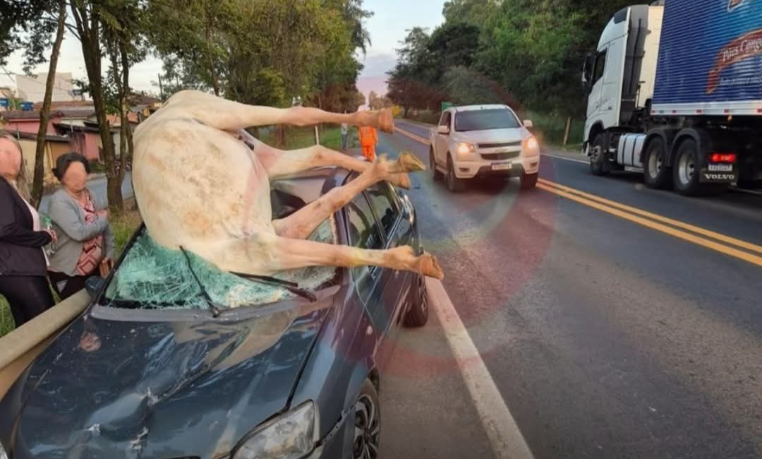 Nas primeiras horas da manhã desta data, por volta das 6:00hs, um acidente automobilístico foi registrado na rodovia MG-050, no município de Pimenta, mo...